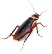 American_Cockroach