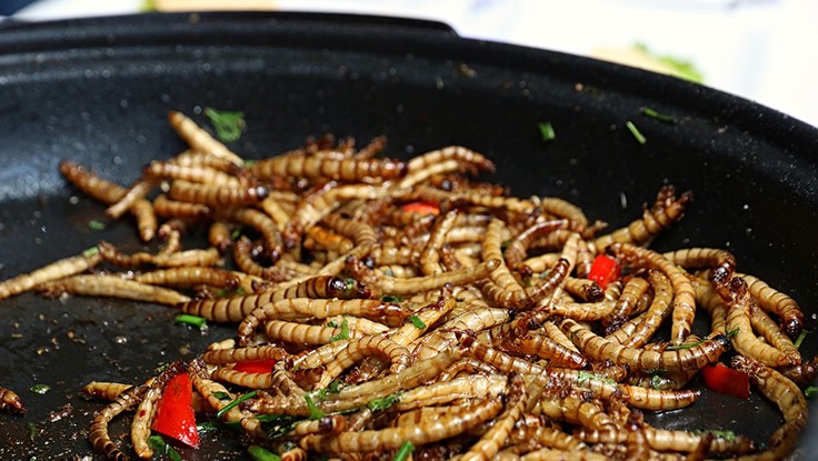 Bühler Expands Insect Portfolio by Mealworms - Quality Assurance & Food Safety
