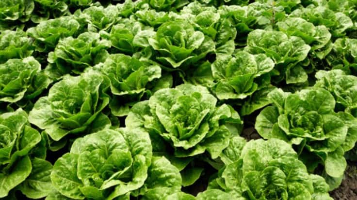 FDA Releases 2020 Leafy Greens STEC Action Plan