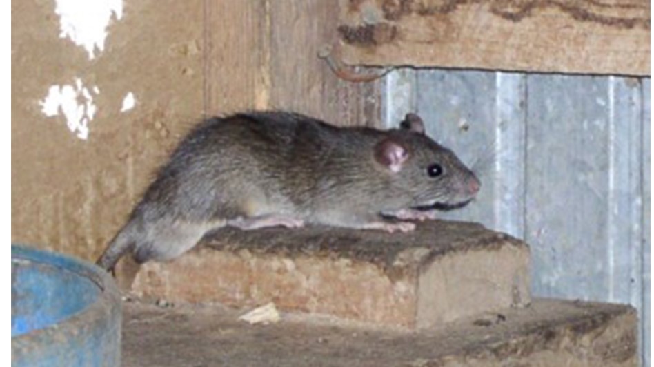 Texas A&M AgriLife rodent