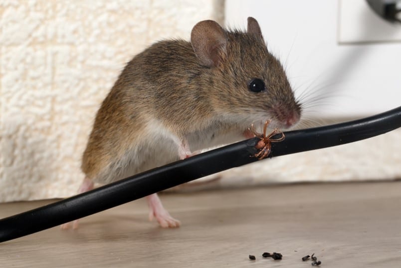 Rodent Control Service