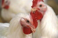 Poultry Regs Threaten Food Safety, Lawmakers Say Quality Assurance