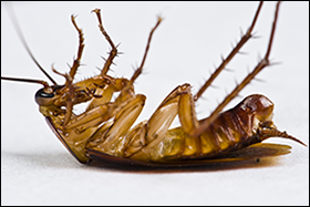 Cockroach Allergens May Increase Glaucoma Risk, Researchers Report ...