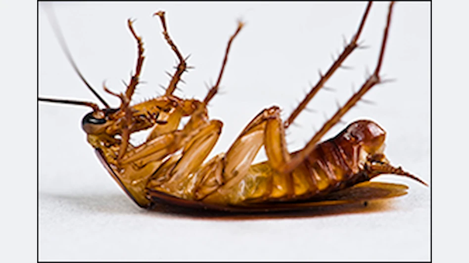 Cockroach Allergens May Increase Glaucoma Risk, Researchers Report ...