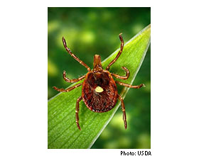 Meat Allergies Caused by Ticks Spreading in the U.S. Quality Assurance & Food Safety