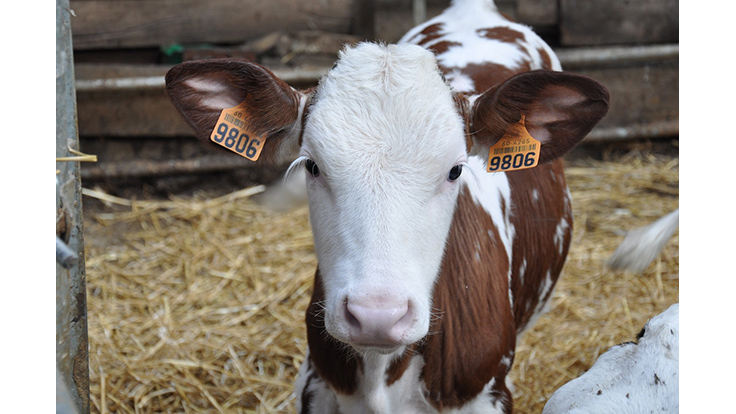 USDA Changes Regulations to Improve Humane Handling of Veal Calves
