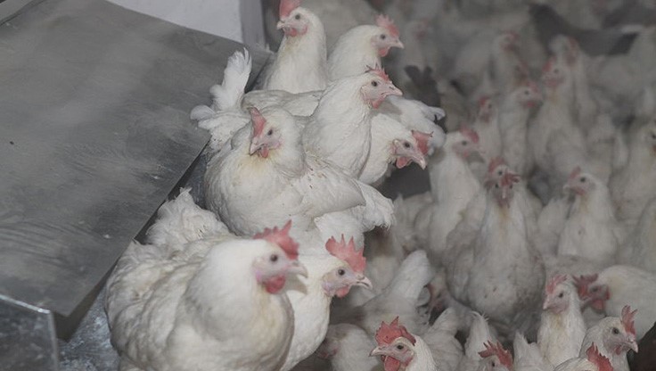 Live Animals Processed Under USDA Regulations Do Not Need to Comply