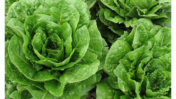 Photo: USDA-ARS/Jose Orozco