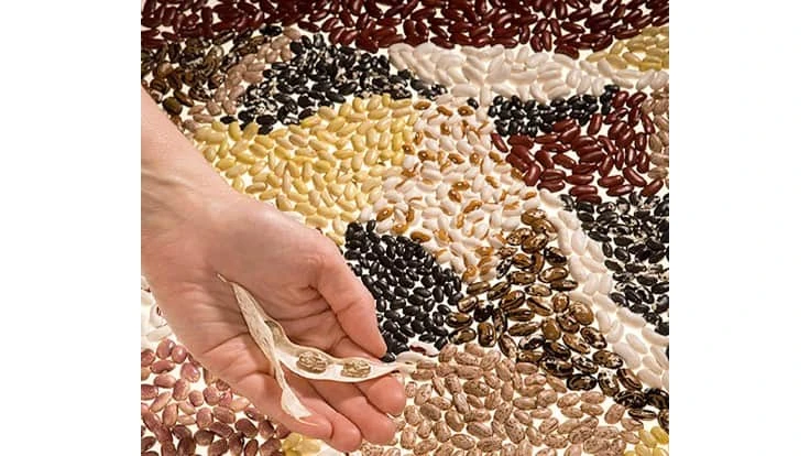 ARS works to develop beans with faster cooking times, disease resistance and other various traits.