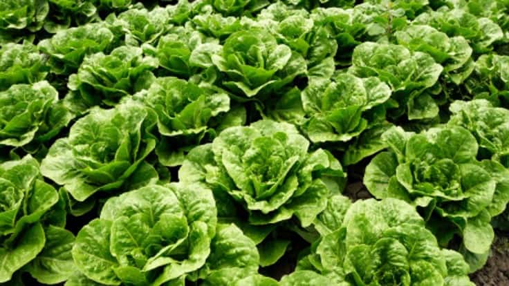 FDA Releases 2020 Leafy Greens STEC Action Plan Quality Assurance & Food Safety