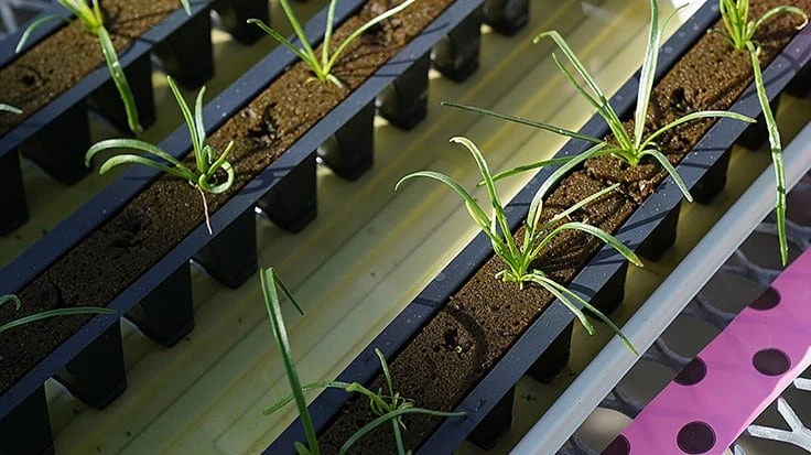 Aquaponic and hydroponic growing systems are thought to have little risk of containing bacteria that can sicken produce consumers. After finding E. coli in both types of systems, Hye-Ji Kim suggests growers to use caution to not introduce the bacteria to their operations. (Agricultural Communication photo/Tom Campbell)