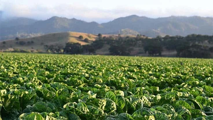 Lettuce growing at an organic farm outside Salinas, Calif.