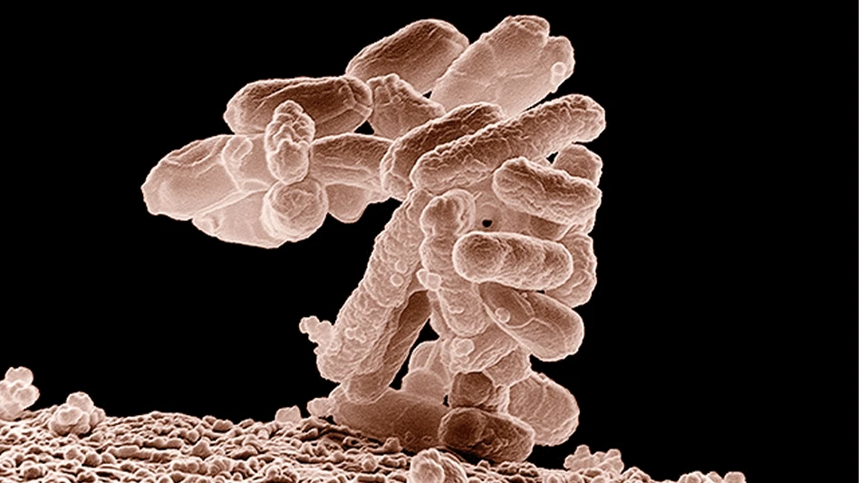Low-temperature electron micrograph of a cluster of oblong-shaped E. coli bacteria.