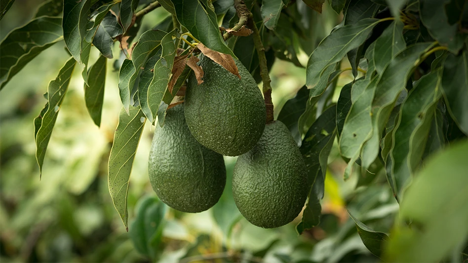 Avocados 