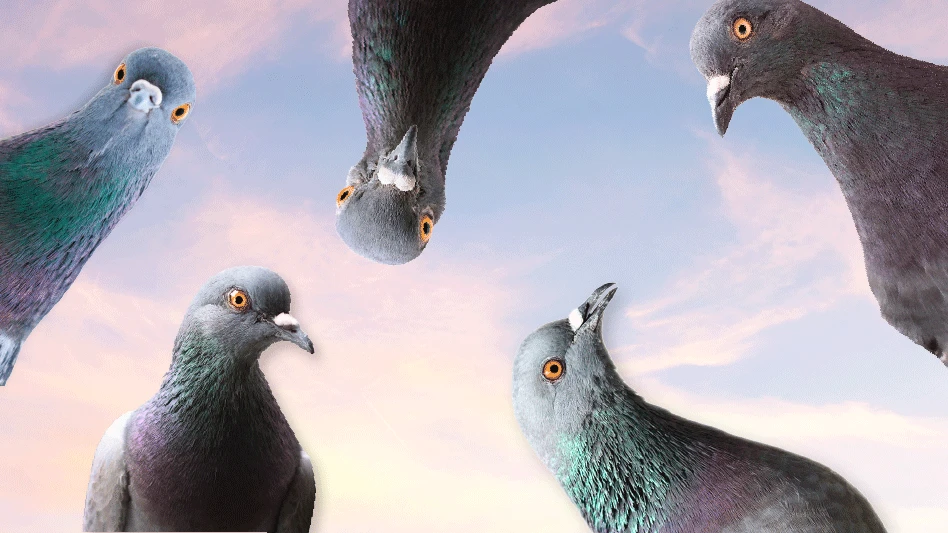 drakuliren; gallinago_media; taviphoto; stockphoto mania | Adobe Stock