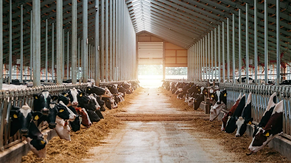 Dairy cows feed in a bar during sunrise