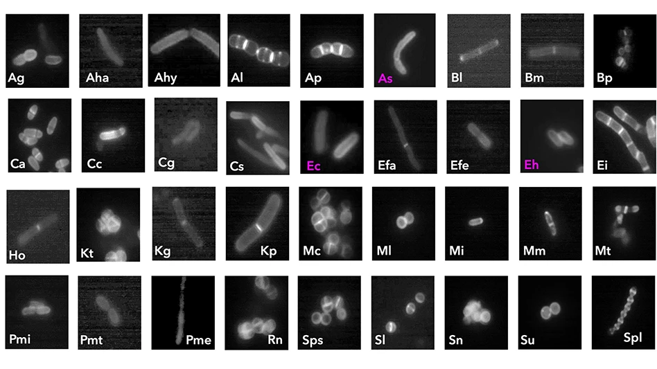 The Total Viable Bacteria assay is a microbial quantitation assay focused on same-shift process improvement and quality control at the plant.
