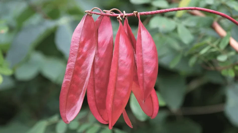 The Peruvian tara plant