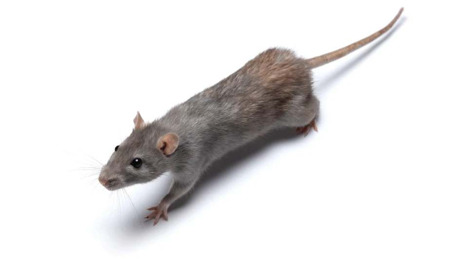 © jan stopka | Adobe Stock