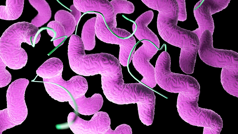 Campylobacter