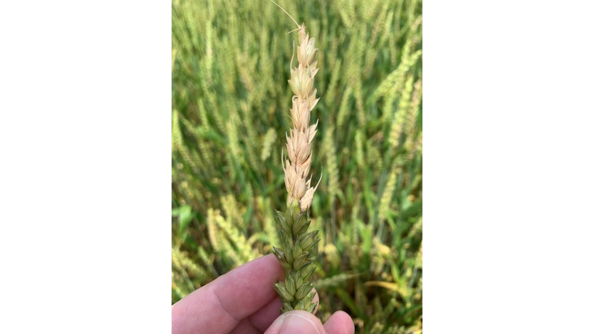 Discovery May Flip the Genetic Script on Fungal Threat of Wheat