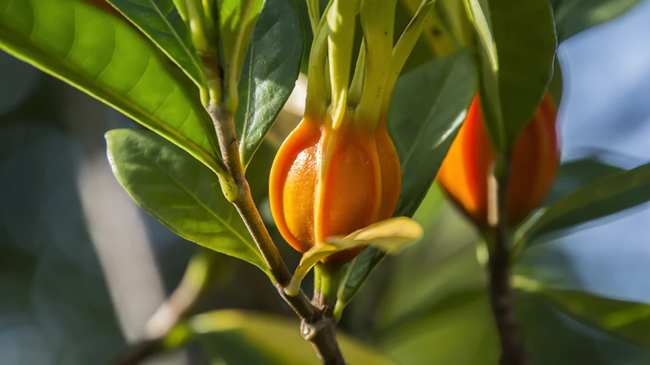 Gardenia fruit