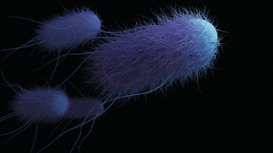 e. coli