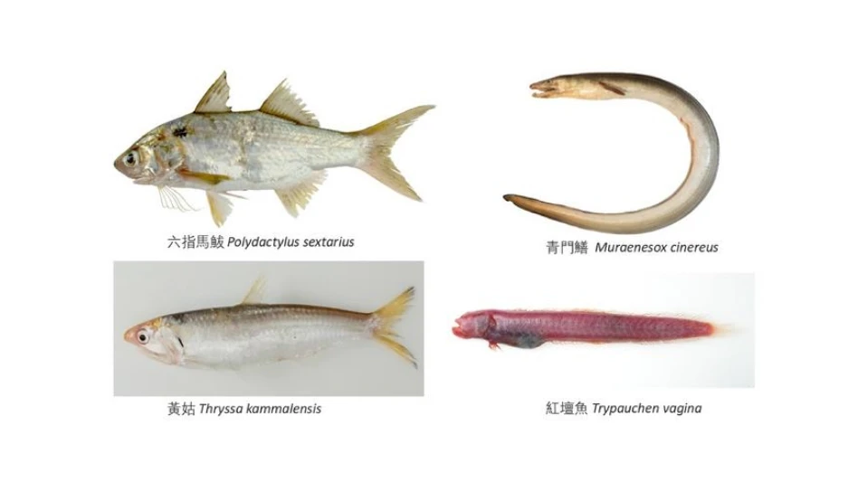 CityUHK Scholar Participates in Study Revealing Global Food‑Safety Risks in Marine Fish