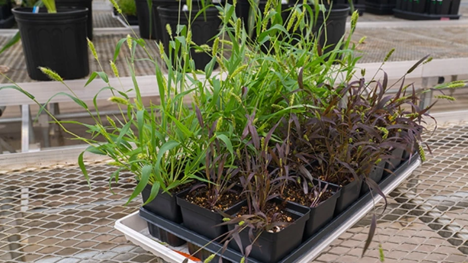 Researchers Develop New Tools to Turn Grain Crops into Biosensors